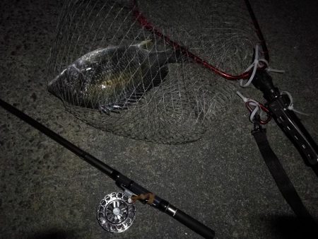 (2020/08/23 南港ヘチ釣り キビレチヌ 44cm,36cm,33㎝~ 真チヌ 32㎝ 釣果有り)