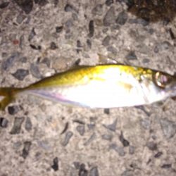 アジはイマイチ