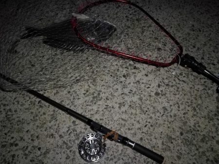 (2020/08/26 南港ヘチ釣り キビレチヌ 45cm,41.5㎝,32cm,30㎝~ ガシラ 20㎝ 釣果有り)