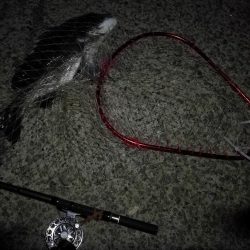 （2020/08/27 南港ヘチ釣り　 真チヌ 49㎝、キビレチヌ 38cm～ ガシラ 釣果有り）