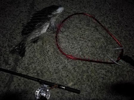 （2020/08/27 南港ヘチ釣り　 真チヌ 49㎝、キビレチヌ 38cm～ ガシラ 釣果有り）