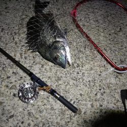 (2020/08/29 南港ヘチ釣り 真チヌ 47.5㎝、キビレチヌ 40cm~ 釣果有り)