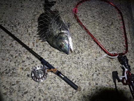 (2020/08/29 南港ヘチ釣り 真チヌ 47.5㎝、キビレチヌ 40cm~ 釣果有り)