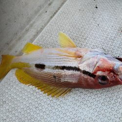 ナイスヒラマサ!!