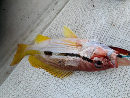 ナイスヒラマサ!!