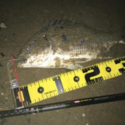 ２０２０　キビレ調査NO、２　