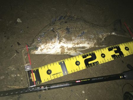 ２０２０　キビレ調査NO、２　