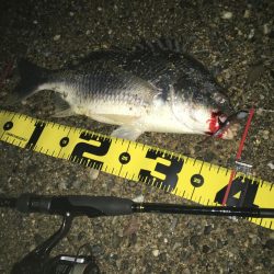 ２０２０　キビレ調査NO、3　