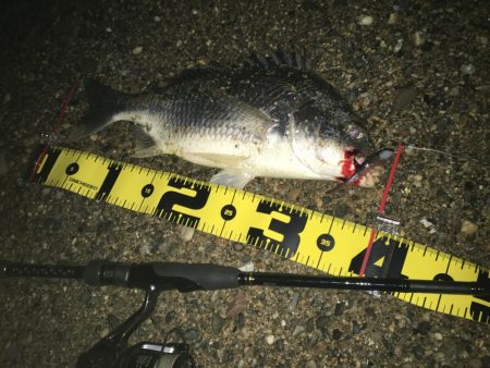 ２０２０　キビレ調査NO、3　