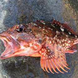 地磯釣行（富戸周辺地磯）