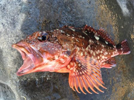 地磯釣行（富戸周辺地磯）