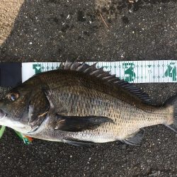 チニング　RIDE ON ！