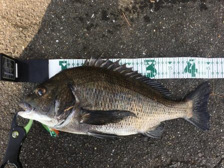 チニング　RIDE ON ！