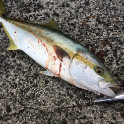 長崎新上五島 ルアーゲーム