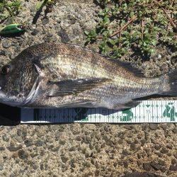 イワシの群れとチヌ