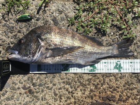 イワシの群れとチヌ