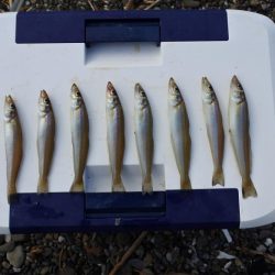 梅雨明けのキス釣り 小型ばかり