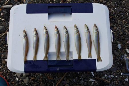 梅雨明けのキス釣り 小型ばかり