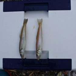 猛暑のキス釣り