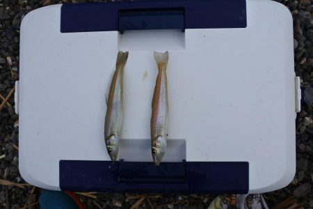 猛暑のキス釣り