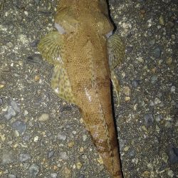 ちょっとちょい投げ‼️