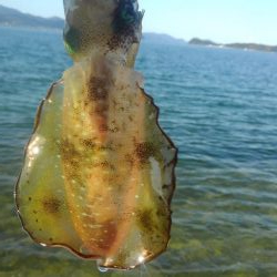 夕涼み❓エギング