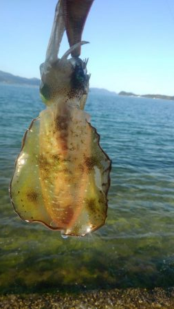 夕涼み❓エギング