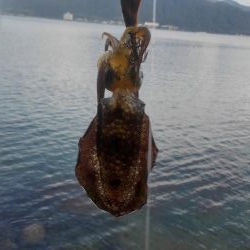 朝まずめ短時間調査