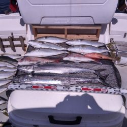 遊漁船SOUTH8/1釣果