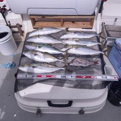 遊漁船SOUTH8/10釣果