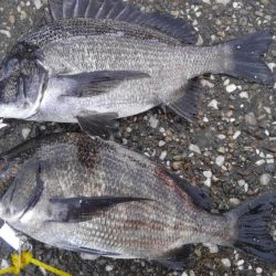 強風の中のチヌあたり！