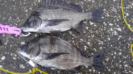 強風の中のチヌあたり！