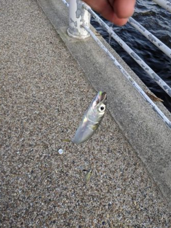 やっぱり、鯖。舞洲、夕方の釣り