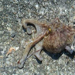 タコ成長しないのか