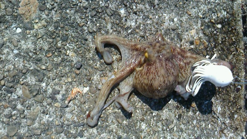 タコ成長しないのか