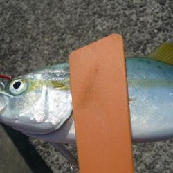 二日連続の釣行