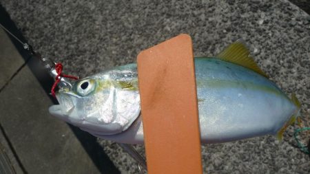 二日連続の釣行