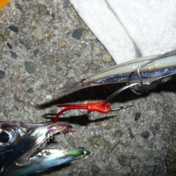 やっとタチシーズン