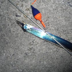 周りは爆釣！！