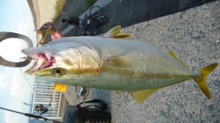 メジロ?ハマチ??