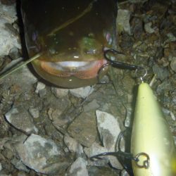 クランクベイトで