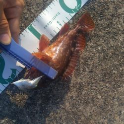 ぶっ込み釣り ミャク釣り 泳がせ釣り