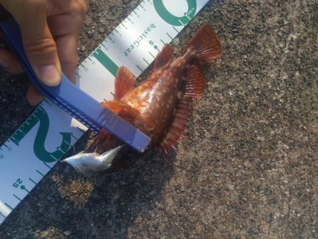 ぶっ込み釣り ミャク釣り 泳がせ釣り