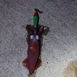 初ケンサキ釣行