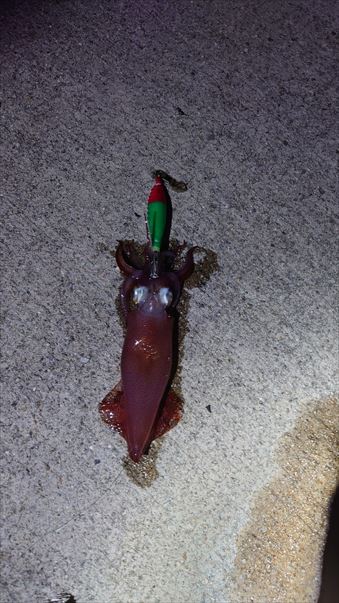 初ケンサキ釣行