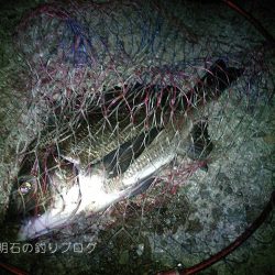 夜の紀州釣り