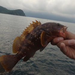 2020年キジハタ（アコウ）開幕！