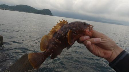 2020年キジハタ（アコウ）開幕！