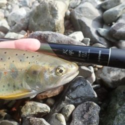 久しぶりの良型アマゴ