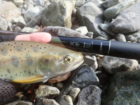 久しぶりの良型アマゴ